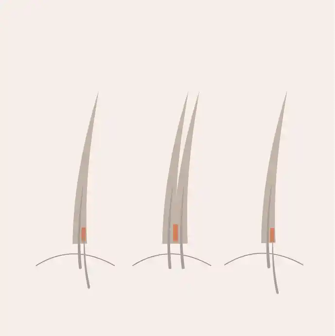 Illustration of lash extensions bonded to natural lashes, shown in three variations